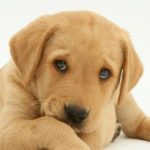 Дисплазия локтевых суставов у собак 