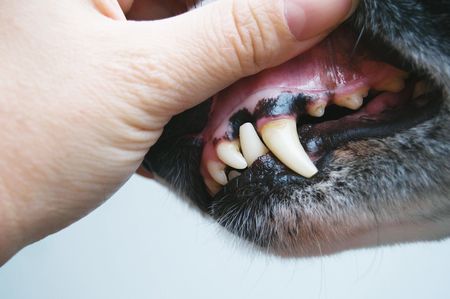 Причины цианоза у собак Полезная информация - Алвита