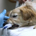 Анестезия у старых собак